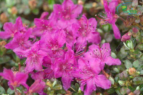 Rhododendron prostratum